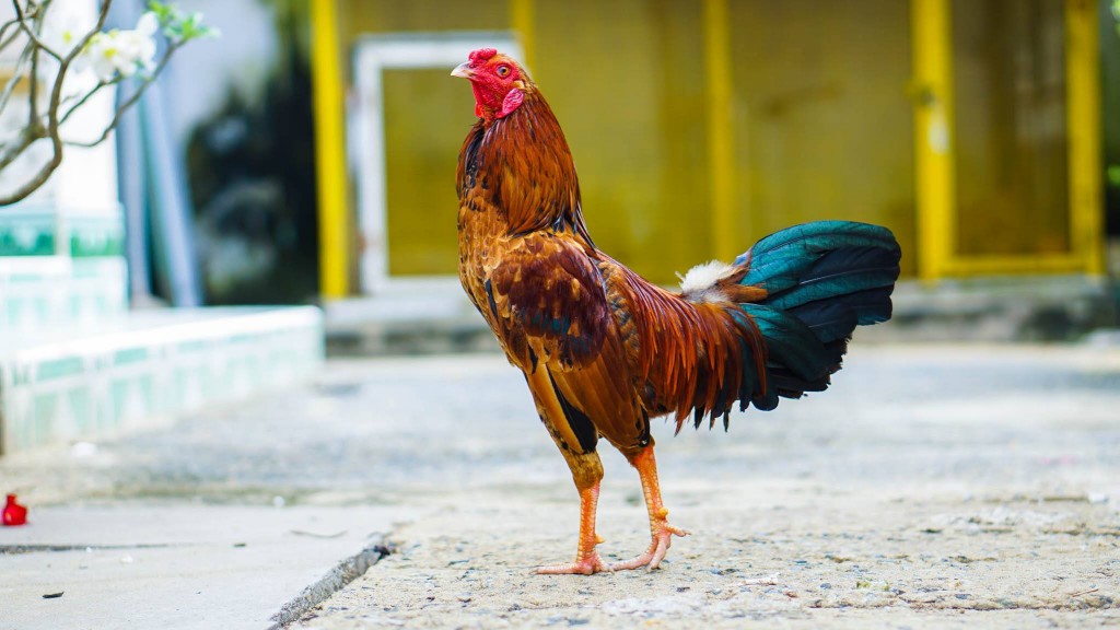 Bộ lông bóng mượt, đều màu thể hiện gà có sức khỏe tốt