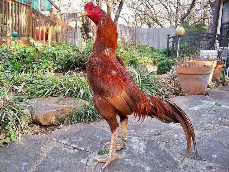 Gà Asil Ấn Độ