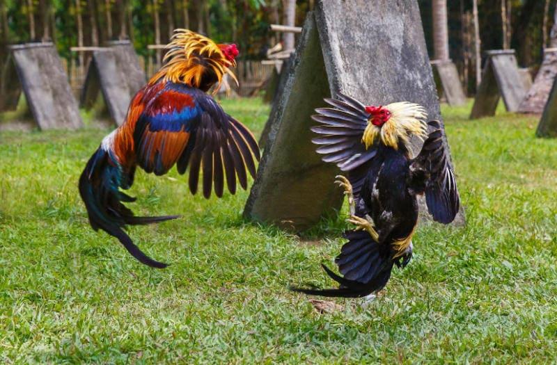 Việc biết cách nhìn gà biết lối đá giúp người chơi có thể chọn đúng chiến kê